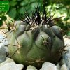 Copiapoa _cinerea ssp.cinerea_ GC305.01 _01